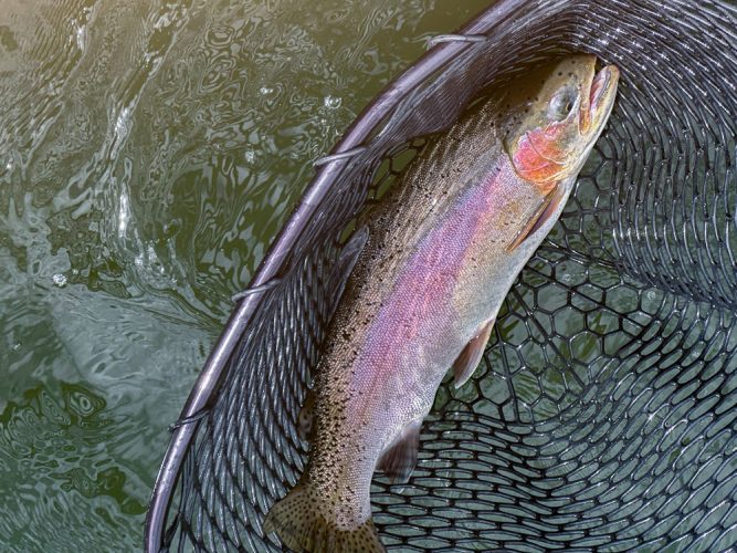 Another massive rainbow - Missoula Fishing Report 2024