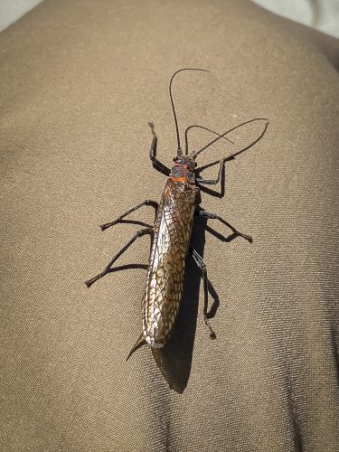 The Salmonfly hatch doesn't last long, but it's always a highlight each season - Missoula Fishing Report 2024