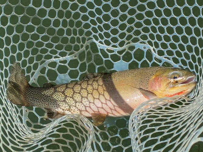 Some big, thick cuttrhoat were looking up today - Missoula Fishing Report 2024