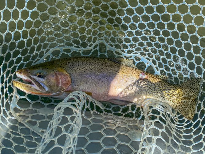 Some big, thick cuttrhoat were looking up today - Missoula Fishing Report 2024