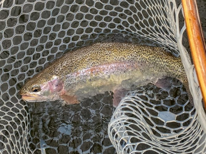 Tyler's rainbow that hasn't missed any meals during the salmonfly hatch - Missoula Fishing Report 2024