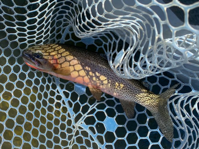 Dropper fishing was solid all morning with quality rainbows and cutts - Missoula Fly Fishing Guide 2024