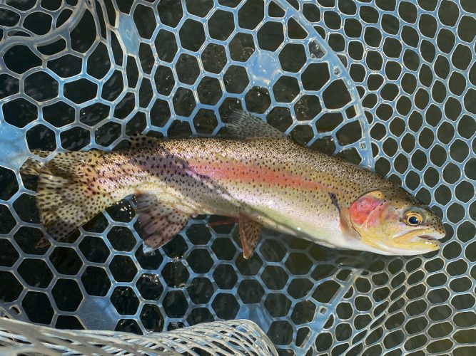 Dropper fishing was solid all morning with quality rainbows and cutts - Missoula Fly Fishing Guide 2024