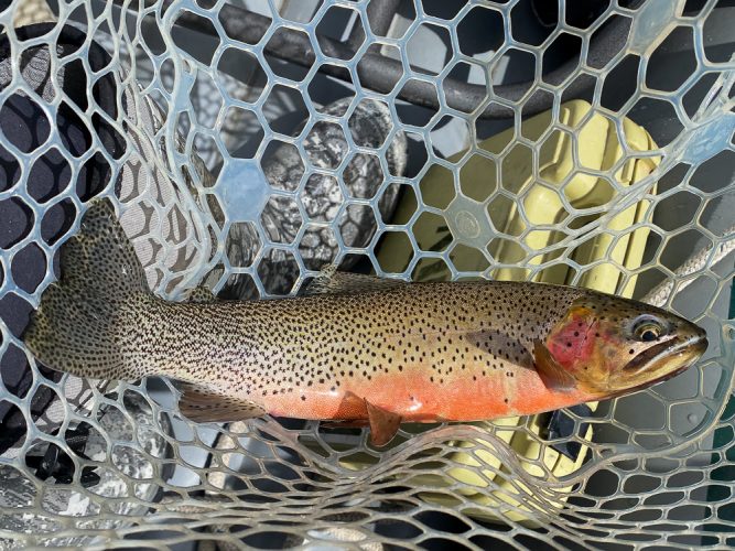 Some bigger fish were eating dries in the afternoon - Missoula Fly Fishing Guide 2024