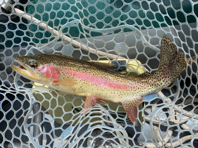 Some bigger fish were eating dries in the afternoon - Missoula Fly Fishing Guide 2024