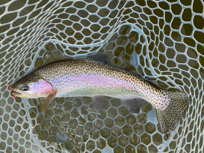 Some great rainbows made it to the net - Missoula Fly Fishing Guide 2024