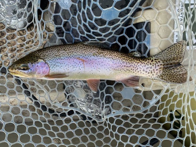 Some great rainbows made it to the net - Missoula Fly Fishing Guide 2024