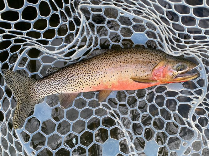 A bunch of quality trout today - Montana Fly Fishing Guide Report