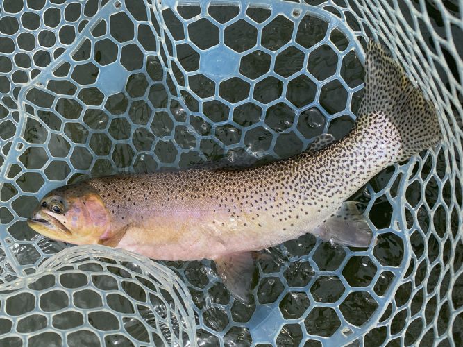 A bunch of quality trout today - Montana Fly Fishing Guide Report