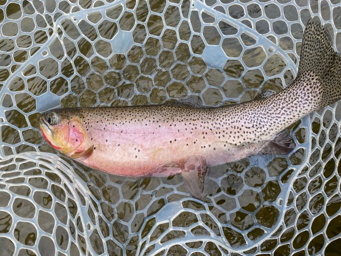 A bunch of quality trout today - Montana Fly Fishing Guide Report