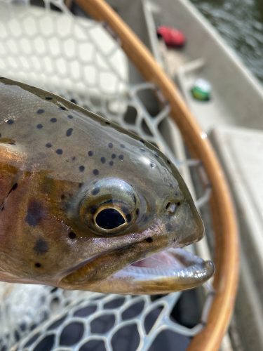 And this guy with a funny snub nose - Montana Fly Fishing Guide Report