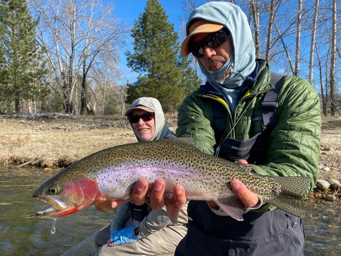 Jeff with a stunning cuttbow to start the day - Montana Fly Fishing Guide Report