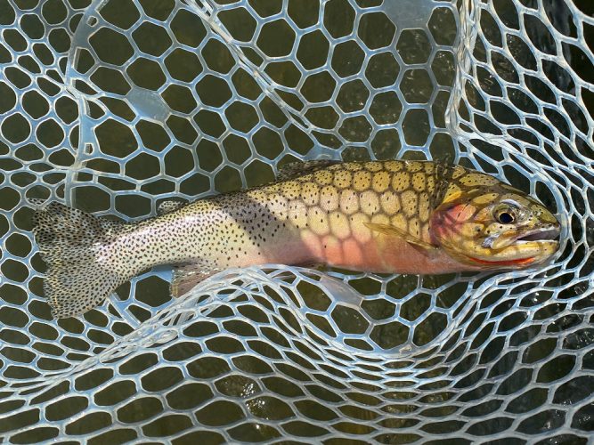 Lots and lots of these guys in the net - Montana Fly Fishing Guide Report