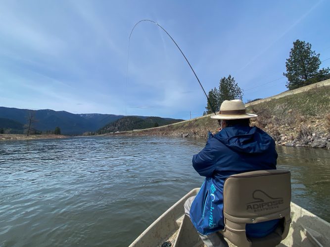 Marcelo tight to a mayfly dry eating rainbow - Montana Fly Fishing Guide Report