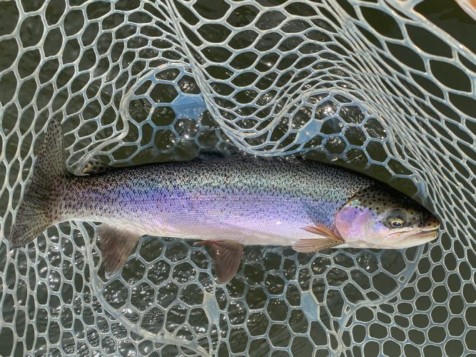 When the bugs finally showed up there were some nice rainbows and cutts on the rise - Montana Fly Fishing Guide Report