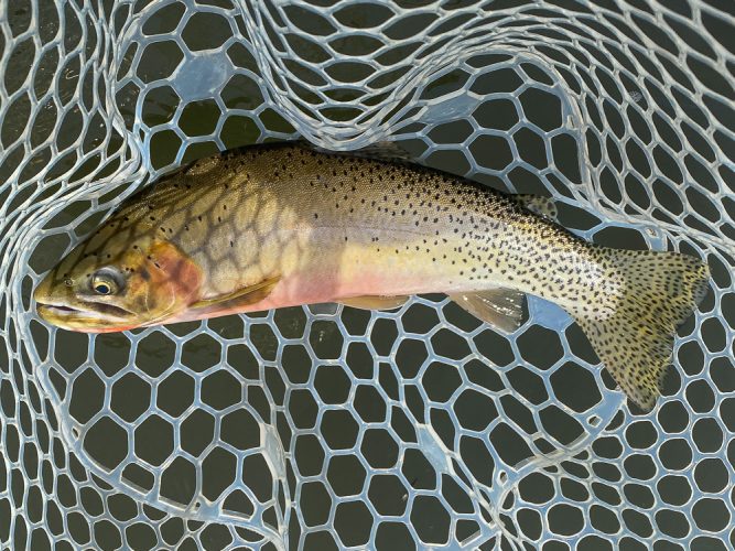 When the bugs finally showed up there were some nice rainbows and cutts on the rise - Montana Fly Fishing Guide Report