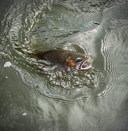 Cuttbow on a March Brown cripple - Montana Fly Fishing Guide Report