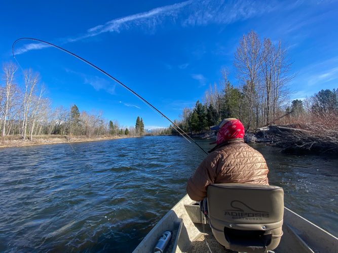 Bob with his cigar and a bent rod in the morning - Montana Fly Fishing Guide Report