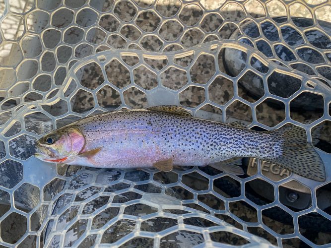 No shortage of these guys eating the dry today - Montana Fly Fishing Guide Report