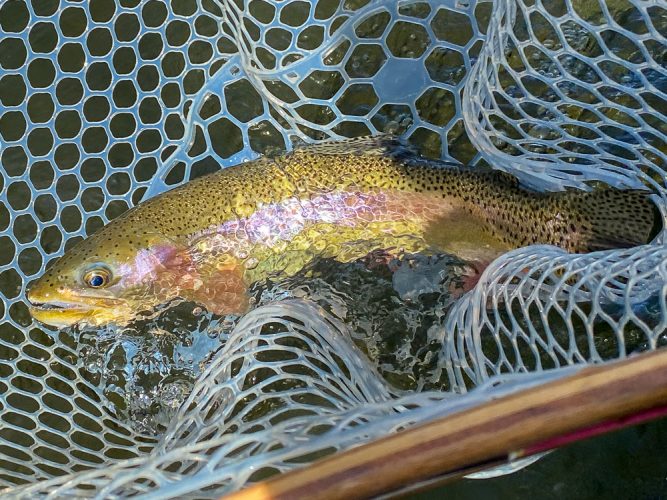 Big rainbow that couldn't resist a Skwala late in the day - Montana Fly Fishing Guide Report