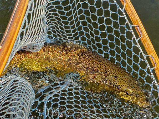 Sending the big guy home - Montana Fly Fishing Guide Report