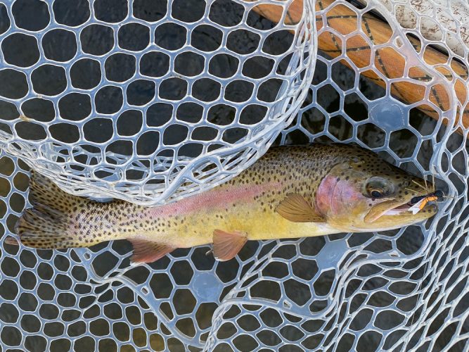 Quality dry fly fish - Catching the Big One's in Montana