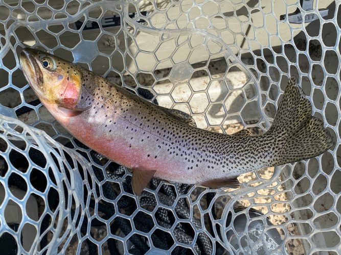 Quality dry fly fish - Catching the Big One's in Montana