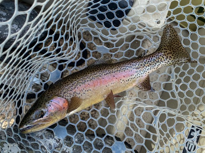 Healthy rainbow on the Skwala - Catching the Big One's in Montana