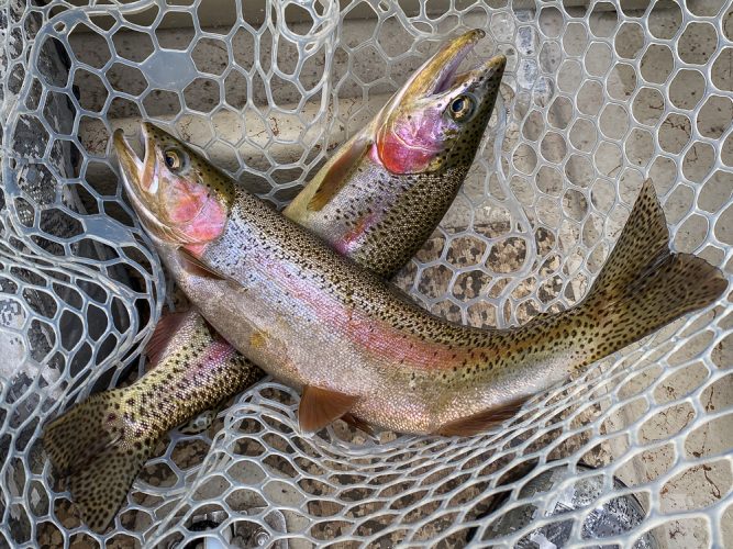 Nice double for Bob and Jerome - Catching the Big One's in Montana