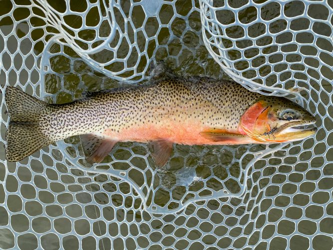 Plenty of quality trout in the net today - Catching the Big One's in Montana