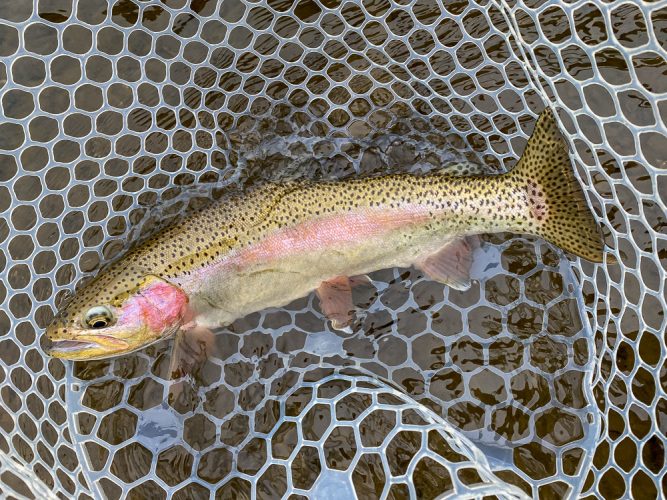 Plenty of quality trout in the net today - Catching the Big One's in Montana