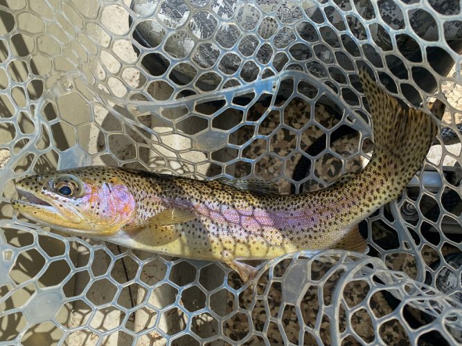 Plenty of quality trout in the net today - Catching the Big One's in Montana