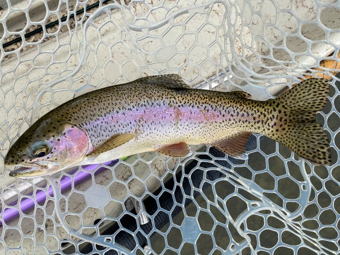 Cold, wet weather moved in at the end of the day but the trout kept eating - Catching the Big One's in Montana