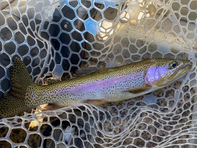 Cold, wet weather moved in at the end of the day but the trout kept eating - Catching the Big One's in Montana