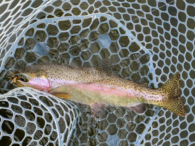 With some nice trout looking up too - Catching the Big One's in Montana