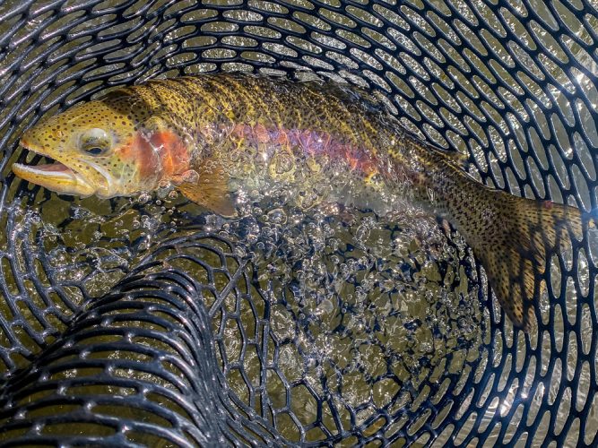 Big rainbows in the net was a common theme today - Fly Fishing the Missouri River 2024