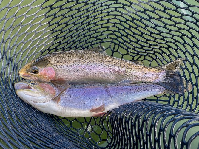 One of a few doubles today - Fly Fishing the Missouri River 2024