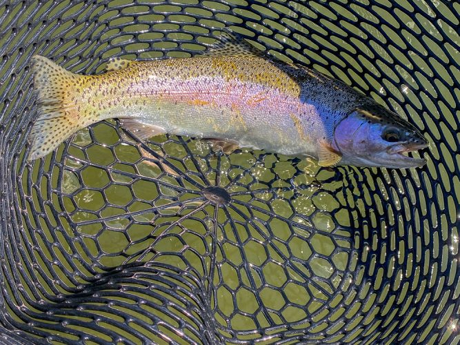 Some healthy rainbows today - Fly Fishing the Missouri River 2024