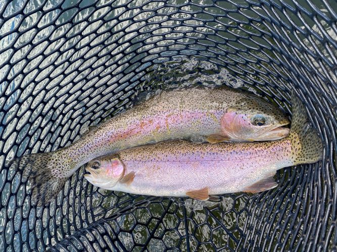 A few nice doubles today - Fly Fishing the Missouri River 2024