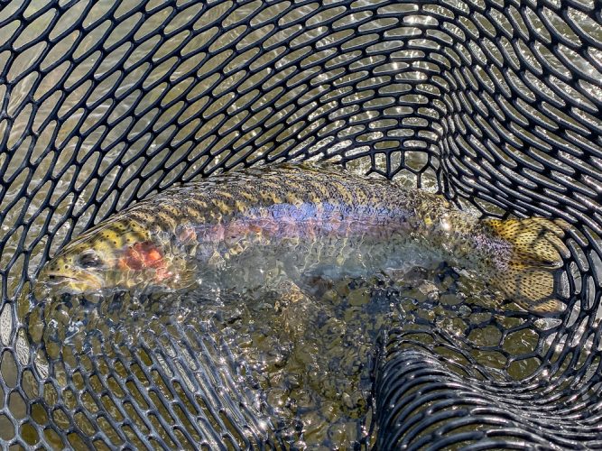 Fat rainbow for Eldon in the morning - Fly Fishing the Missouri River 2024