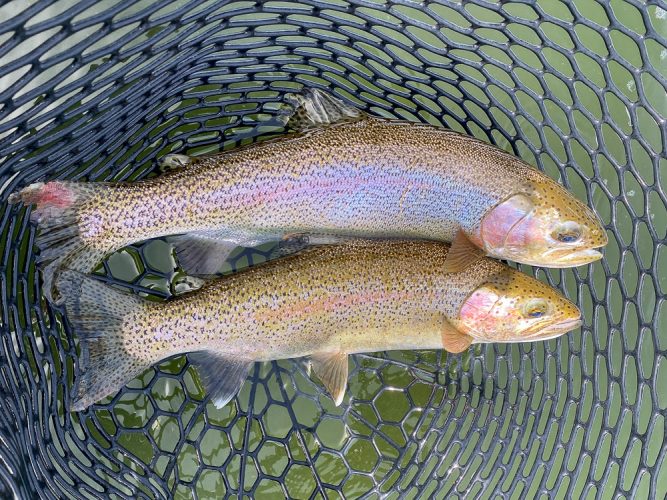 One of a couple doubles today - Fly Fishing the Missouri River 2024