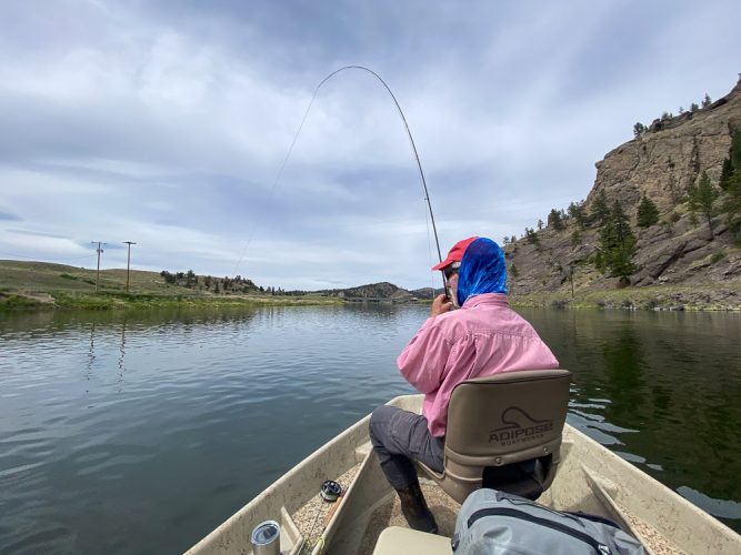 Jerome hooked up in the afternoon - Fly Fishing the Missouri River 2024