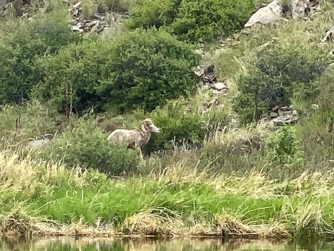 Bighorn sheep ram on the river today - Fly Fishing the Missouri River 2024