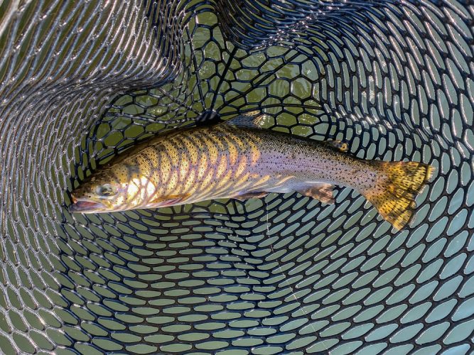 First fish of the day was a decent rainbow - Montana Trout Fishing July Report