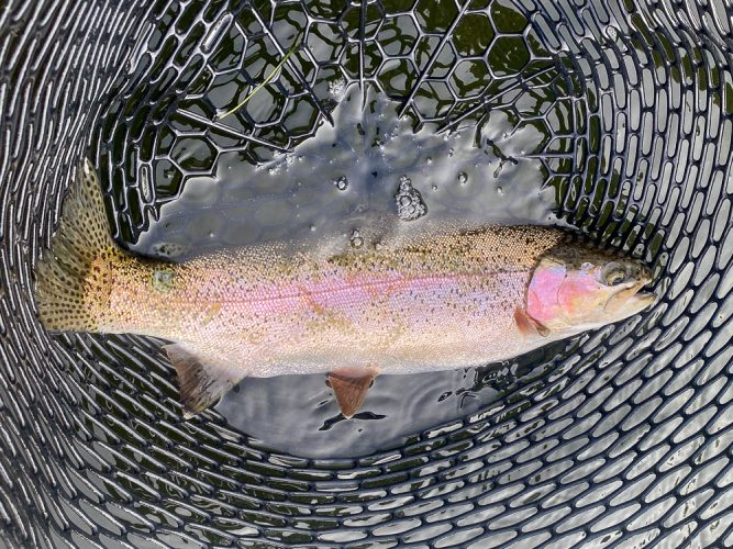 Slab rainbow in the net - Best Montana Fishing