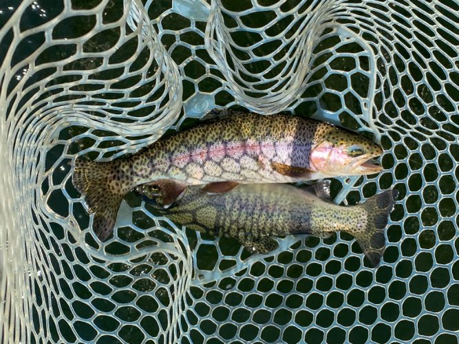 The ladies had a few doubles today - Bitterroot Trout Fishing Guide