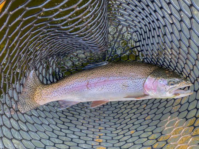 Lots of fat rainbows from 18-21" today - Best Montana Fishing