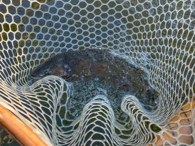 Nice rainbow early on - Montana Trout Fishing July Report