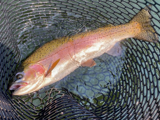 Lots of fat rainbows from 18-21" today - Best Montana Fishing