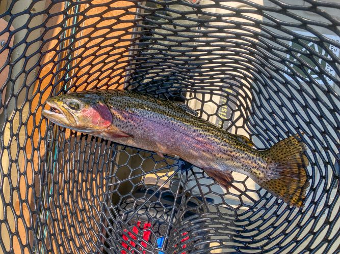 Lots of fat rainbows from 18-21" today - Best Montana Fishing